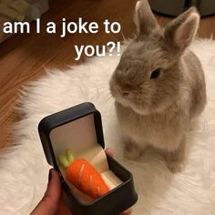 a small rabbit sitting on top of a white rug next to a box filled with food