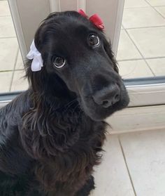 a black dog with a bow on its head sitting in front of a glass door