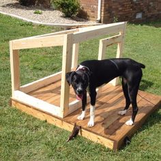 a black and white dog standing on top of a wooden platform