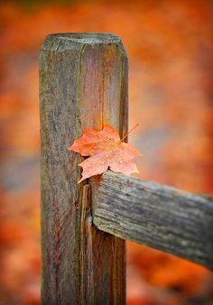 a leaf that is sitting on top of a wooden post with the words, i only miss you when i am breathing