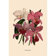 pink and white orchids with green leaves on a beige background, from the natural history of flowers