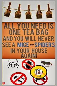 an orange sign that says all you need is one tea bag and you will never see a mice or spider in your house