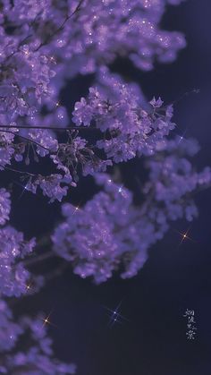 purple flowers are blooming in the night sky