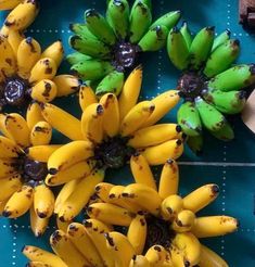 several bunches of green and yellow bananas on a blue table with brown spots around them