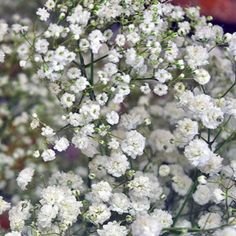 Baby's Breath Combo Pack Baby Breath Flower, Dream Wedding Bouquet, White Spray Roses, Tropical Wedding Flowers, Unique Wedding Flowers, Popular Flowers, Baby Breath, Flower Meanings, Flower Care