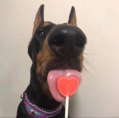 a dog holding a candy lollipop in its mouth