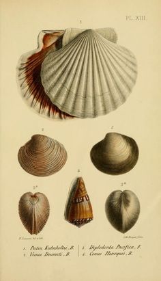 an antique print of seashells from the 19th century, showing different types of shells