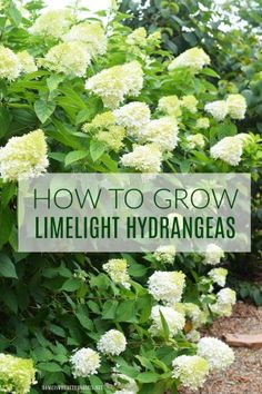 the words how to grow limelight hydrangeas are in front of green bushes