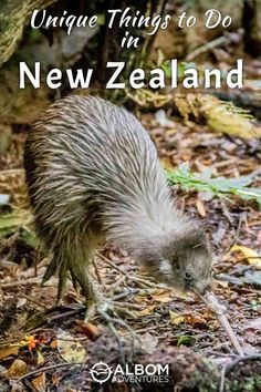 an animal that is walking on the ground with text overlay reading unique things to do in new zealand