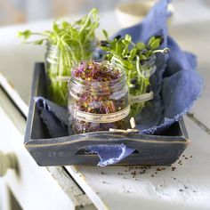 an assortment of herbs and spices sit in a glass jar on a tray with blue napkins