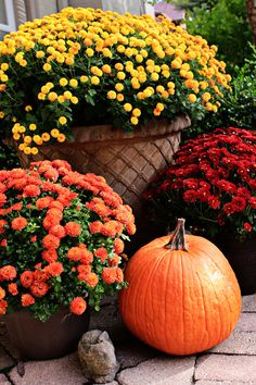 an arrangement of flowers and pumpkins on the ground