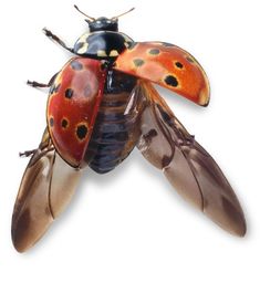 a close up of a lady bug on a white background with no image to describe