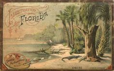 an old florida postcard from the early 1900's with birds and palm trees