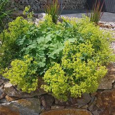 a plant is growing out of a rock wall