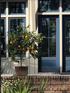 an orange tree in front of a house with blue doors and window sills