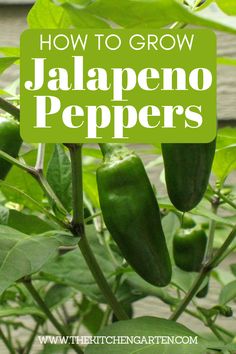 how to grow jalapeno peppers in the garden