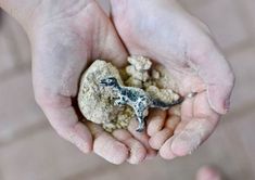 a person holding a small toy lizard in their hands with dirt on the ground behind them