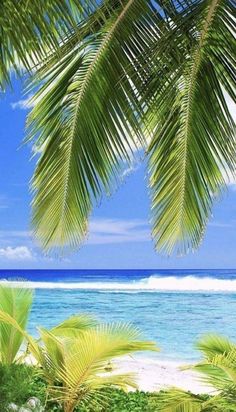 the beach is surrounded by palm trees and blue water