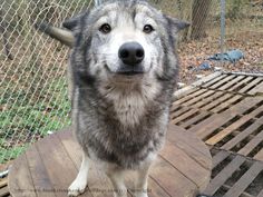 a gray and white dog standing on top of a wooden platform next to a chain link fence