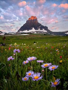 wildflowers in the foreground with a mountain in the background at sunset or dawn