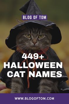 a cat wearing a witches hat with the caption blog of tom 444 + halloween cat names