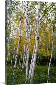 a group of trees that are standing in the grass with leaves on them and one tree has yellow leaves