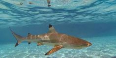 a tiger shark swimming in the ocean with people snorling around it's side