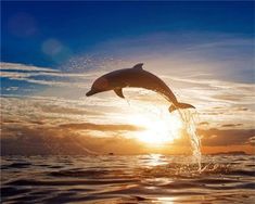 a dolphin jumping out of the water at sunset