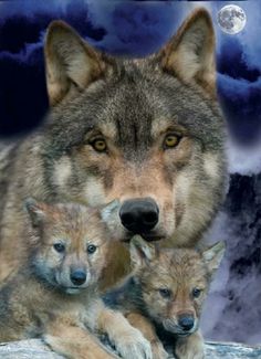 two adult wolfs and one baby are sitting on a rock with the moon in the background