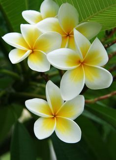 three yellow and white flowers on a tree