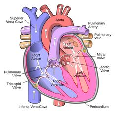 an image of the heart with labels on it