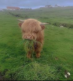 an animal with long hair eating grass in a field