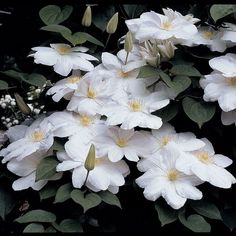 white flowers with green leaves and buds in the foreground, on a black background