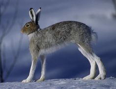 a brown and white rabbit standing on top of snow covered ground with trees in the background