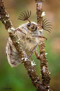 a close up of a small insect on a tree branch