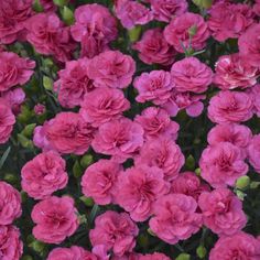 pink carnations are blooming in the garden