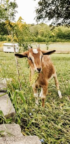 a baby goat standing on top of a lush green field