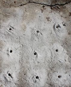 an animal paw print on the side of a rock wall with small holes in it