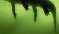 two alligators swimming in the water with their tails sticking out from under the water