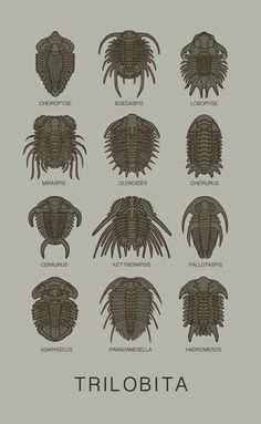 the different types of trilobits are shown in black and white on a gray background