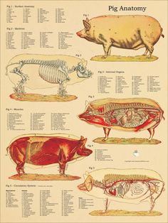 an animal's anatomy is shown in this diagram, and shows the different animals that are