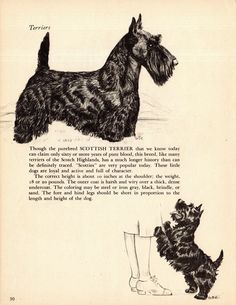 an old black and white drawing of a scottie terrier standing next to a small dog