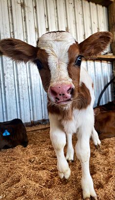 a brown and white cow standing on top of a pile of hay in a barn