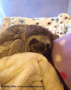 a baby sloth is wrapped up in a blanket