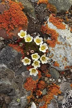 small white and yellow flowers growing out of some rocks