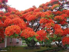 a tree with red flowers in front of a house