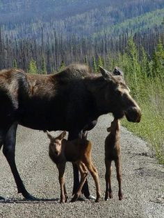 an adult moose standing next to two young ones on a dirt road in the woods