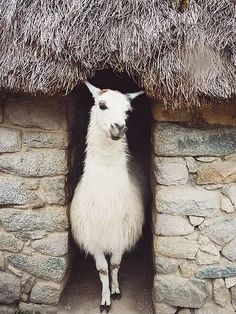 a white llama standing in front of a stone hut with grass roof and thatched roof