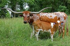 two brown and white cows standing in tall grass