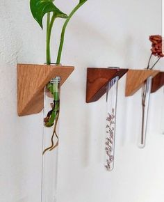 three glass vases with plants in them hanging on a wall